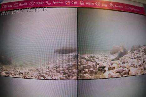 Resultater 34 Figur 48 Utklipp fra videoovervåkingen på Osen 2011, grusutlegget ble brukt intenst av gytende sjøaurer.