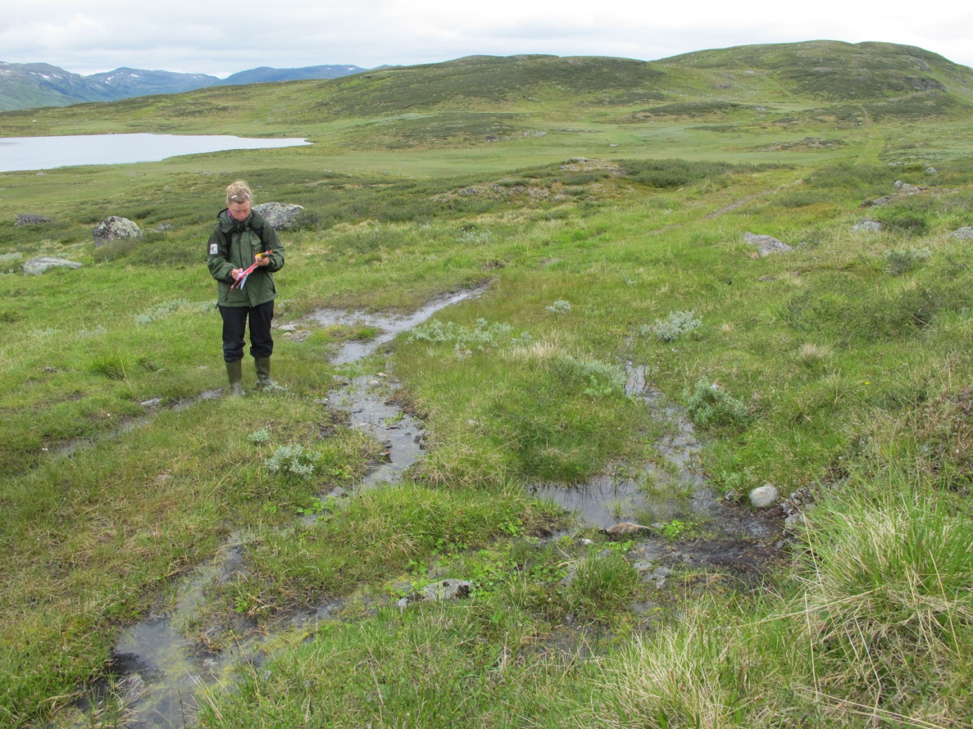 Problemer og tiltak Vegen er i relativt god stand over høgfjellet. Den er ikke like preget av vegetasjon som andre steder, men er likevel gjengrodd i kantene og grøftene av vier, fjellbjørk og lyng.