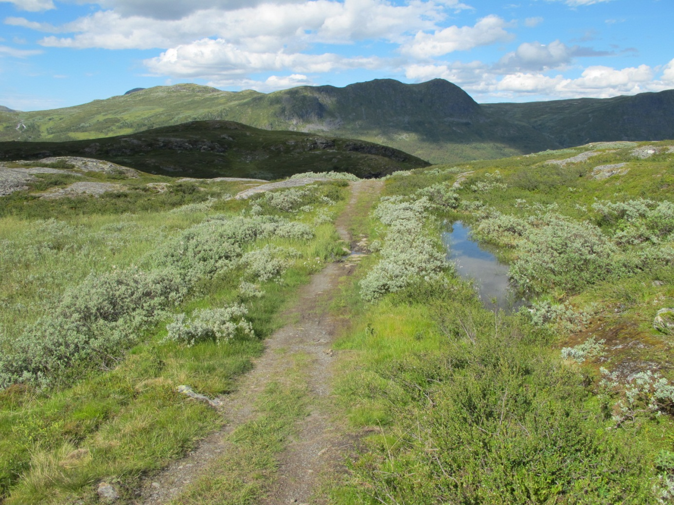 5.3 Sone 3: Stiftstøtta Sulelie (Kartblad 7-8) Fra stiftstøtta og i retning Nystuen er vegen nokså dårlig. Murene siger utover dalen, dreneringen er tett og vierkratt tar overhånd.