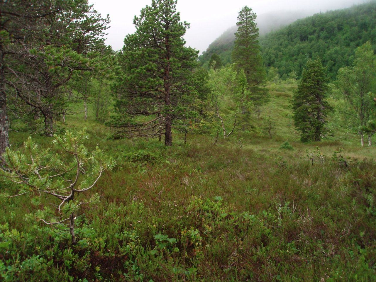Figur 9. Røsslyng-blokkebærskog i nedre del av influensområdet. Rørgaten vil berøre dette området. Foto: Bente Sved Skottvoll.