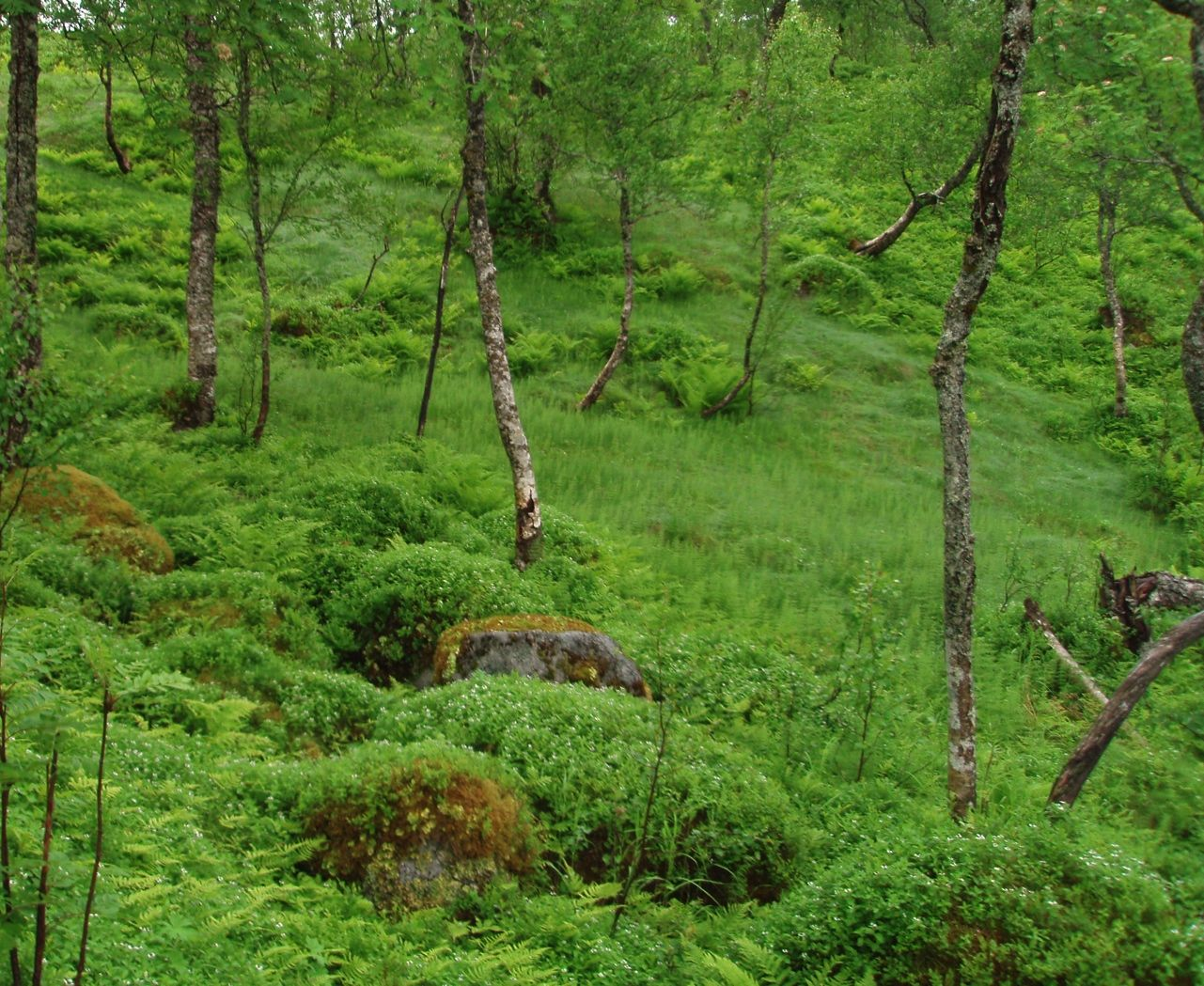 Figur 10. En marginal storbregneskog i blokkmarksområde.