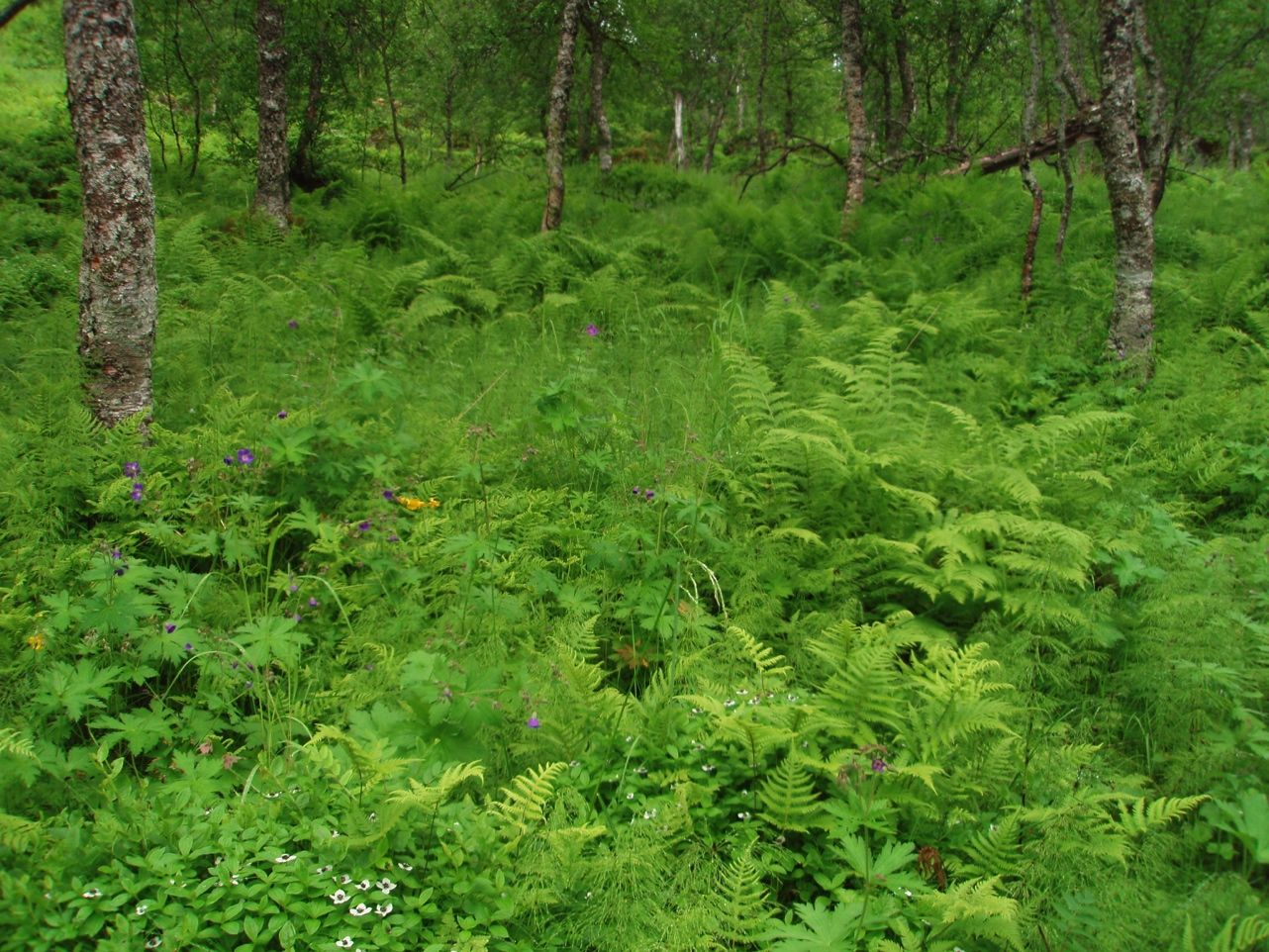 Figur 11. Storbregneskog med innslag av høgstauder. Blåbær-skrubbærvegetasjonen kommer på de bedre drenerte tuene. Foto: Bente Sved Skottvoll.