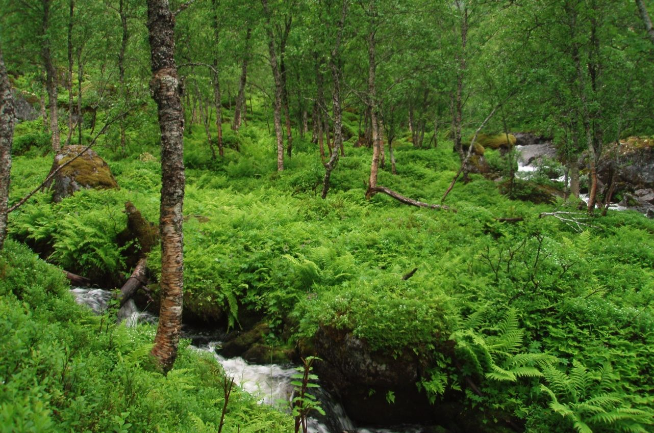 Figur 14. Område i midtre del av berørt elvestrekning der sideelv møter Velsvågelva (til høyre i bildet). Det meste av elvestrekningen består av større og mindre steiner og steinblokker.