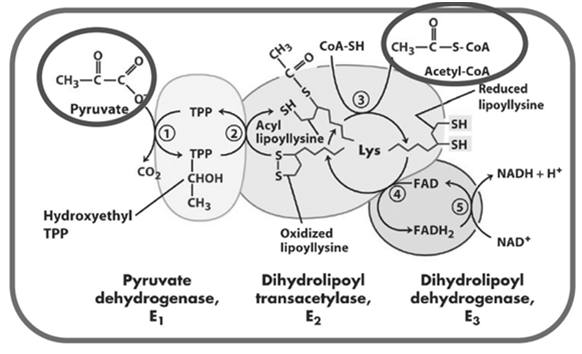 Eks: Kofaktorer i pyrovat dehydrogenase Noen koenzymer som bidrar til overføring av bestemte atomer eller kjemiske grupper i enzymreaksjoner: Koenzym Gruppe overført Prekursor Tiamin pyrofosfat