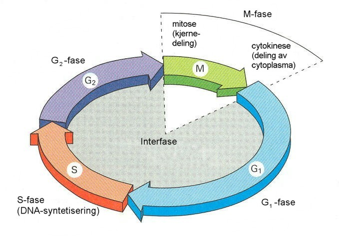 Teori Figur.: Oversikt over dei ulike cellesyklusfasane. Interfase består av G, S og G, i denne fasen veks cella og doblar DNA-innhaldet sitt.