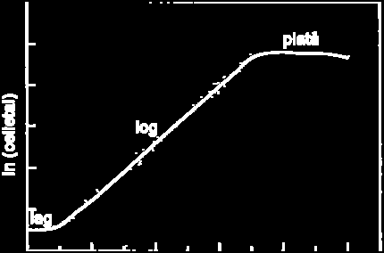 Teori Figur.: Vekstkurve. Figuren viser tid langs ein lineær x-akse og celletal langs ein logaritmisk y-akse (Kielberg et al., 00, figuren er modifisert).
