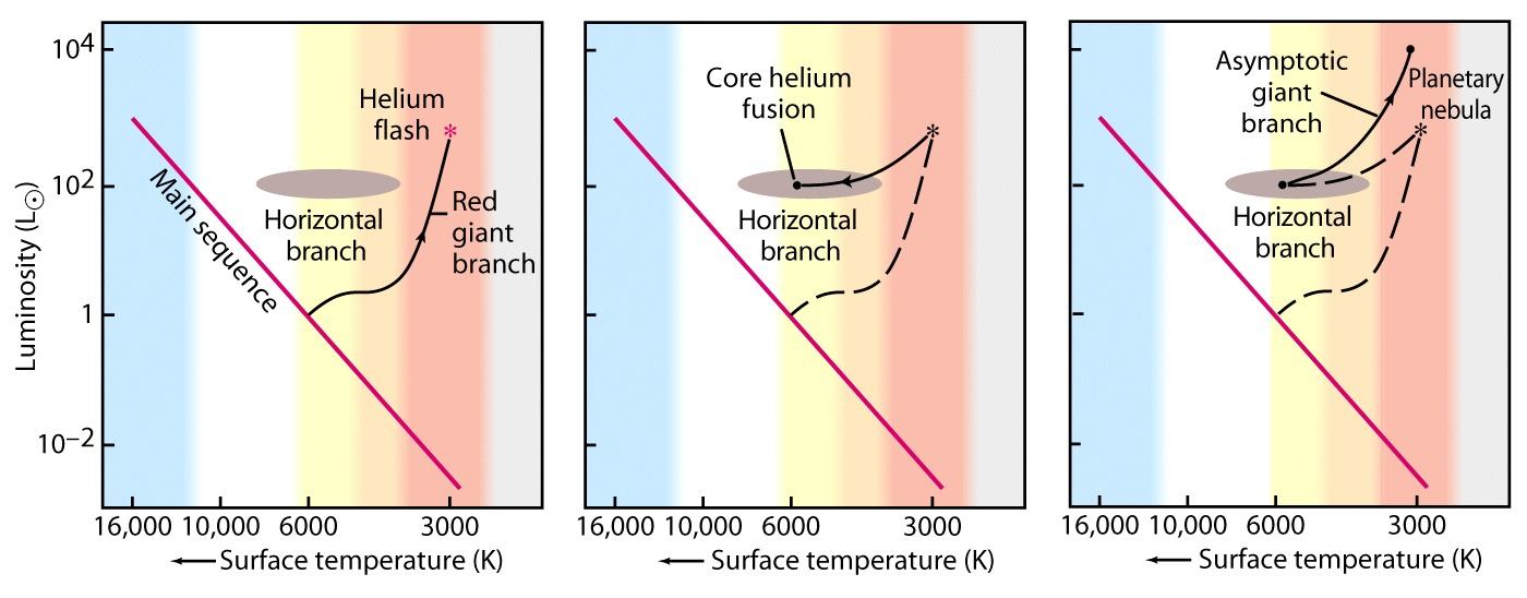 Utvikling av stjerner under 2 solmasser - Skallbrenning av hydrogen i den røde kjempegrenen. - Heliumflash en stor del av heliumet i kjernen omvandles?l karbon i løpet av?mer. Omstrukturering.