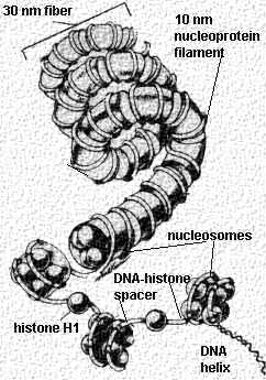 1 Innledning proteiner eller ioner. iston-massen og DNA-massen i kromosomet utgjør samme størrelsesorden. I tillegg inneholder kromosomene store mengder vann.
