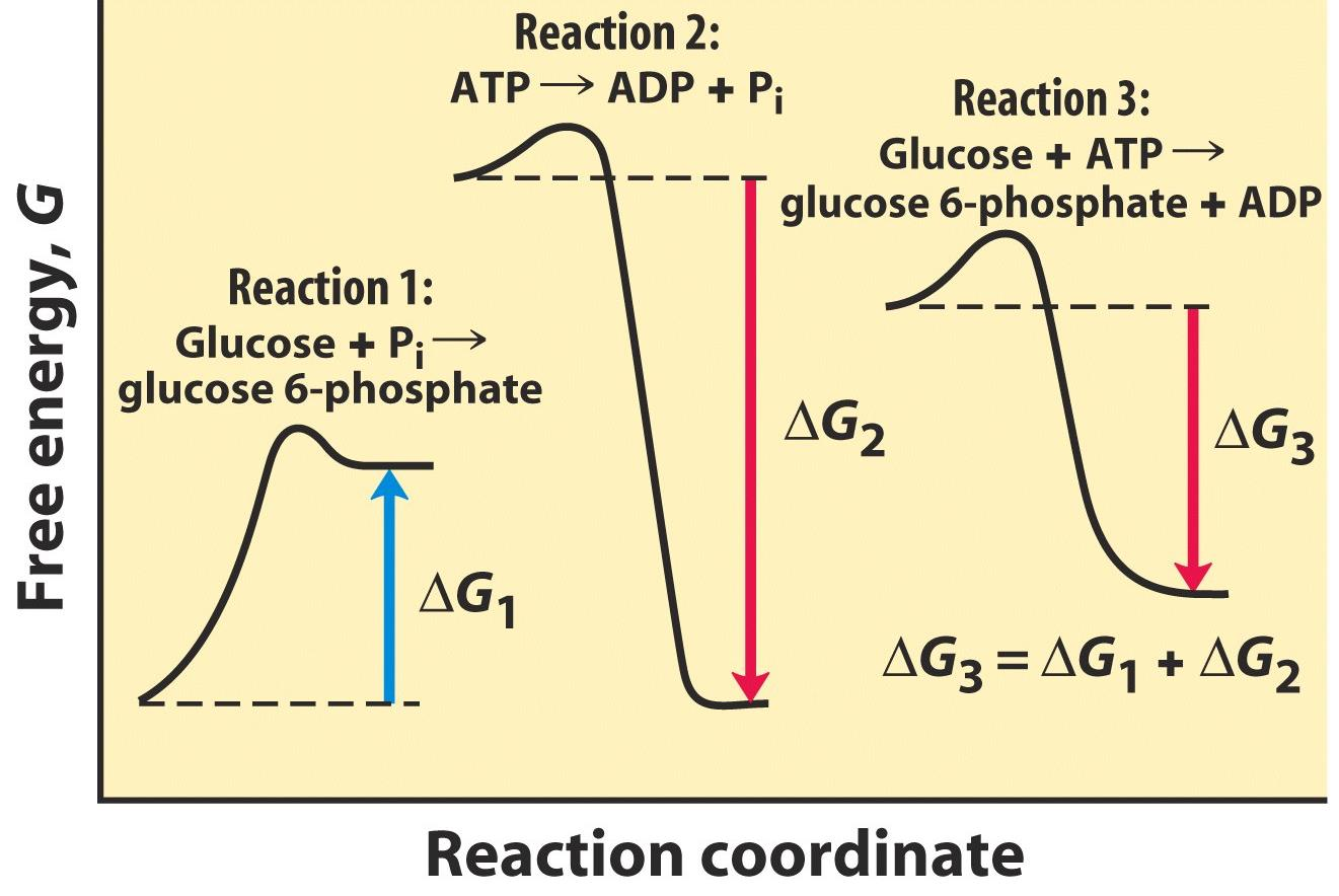 10 Endringer i G o er additive Glukose + P i glukose 6-fosfat + H 2 0 G 0 = 13.8 kj/mol (1) (Den omvendte reaksjonen, hydrolyse av G-6-P er spontan.