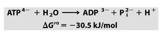 13 Energien som frigjøres ved hydrolyse av ATP skyldes: 1. Redusert ladningsrepulsjon mellom de negative ladningene på ATP. 2. Resonansstabilisering av avspaltet fosfat (P i ) 3.