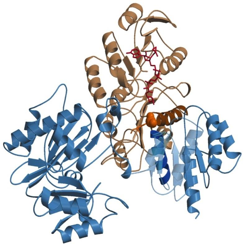 49 5 Ravsyre-CoA syntetase danner GTP Energien i tioesterbindingen dannet i forrige trinn er tilstrekkelig til å danne ett molekyl GTP fra GDP.