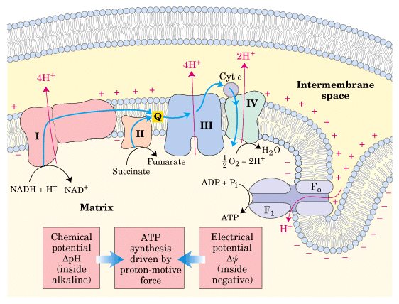 73 Kjemiosmotisk modell : gradienten er koblet til ATP syntese H + ute = 10X H + inne Elektronenes vandring gjennom elektrontransportkjeden har medført: