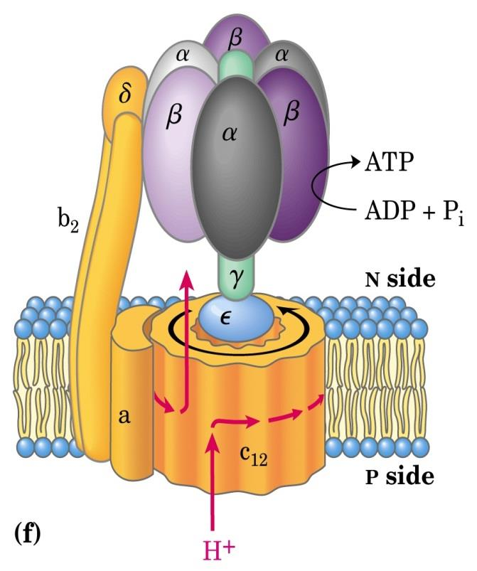 75 F 0 F 1 er en kompleks ATPase Når protoner strømmer gjennom F 0 -delen, roterer denne og hele -