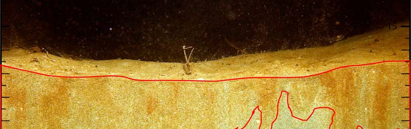 Kystovervåkingsprogrammet 2 Bløtbunnssamfunn Figur 7.11 Figuren viser et SPI-bilde med sjiktet mellom sedimentoverflaten og de bioturberte sjiktet (arpd) markert med en rød polygon.