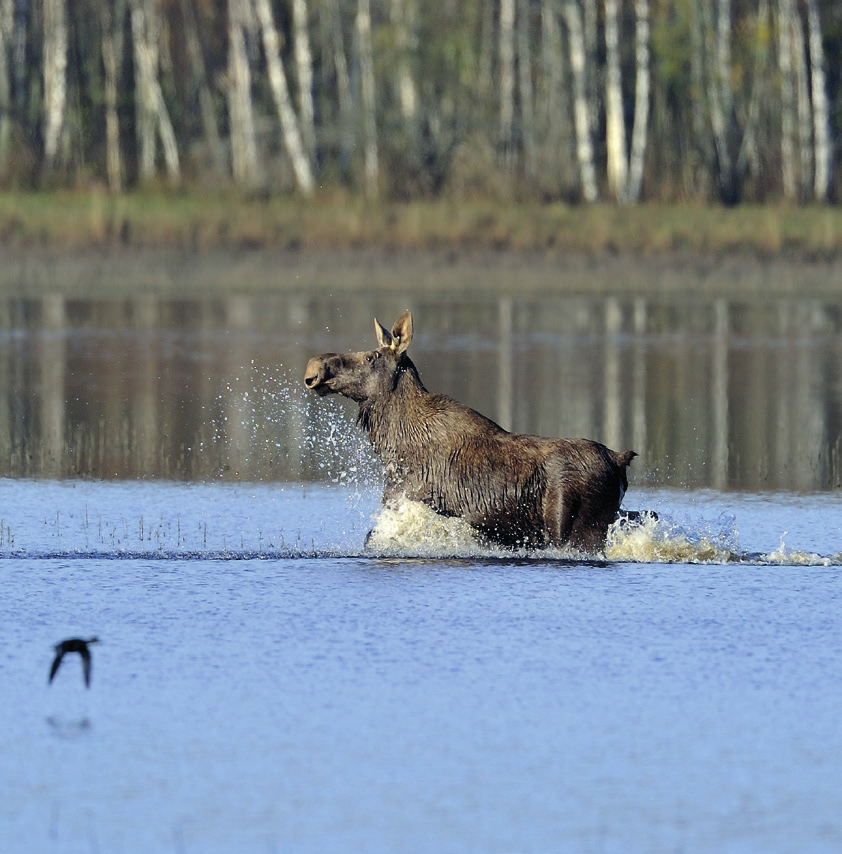 En egen plan for naturreservatene I 2013 fikk Nordre Øyeren og Sørumsneset en egen forvaltningsplan for hvordan området best skal