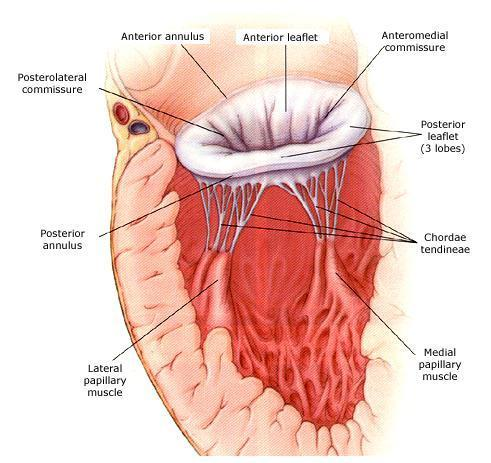 Først i 1960 brukte den kjente kirurgen Barlow angiografi av venstre ventrikkel som viste at det systoliske klikket hadde sammenheng med mitralklaffen 5.