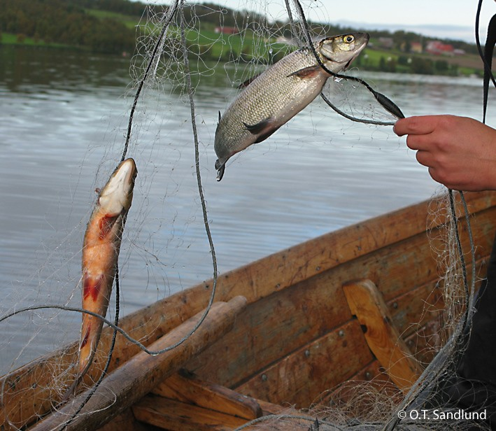 Innhold Fisk i Vanndirektivet Fisk i Bioclass-Fresh Fagråd for fisk i Vannforskriften (VF)