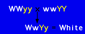 b) Hvilke fenotype- og genotyperatioer forventer du i F2? Hva kalles denne typen nedarving?