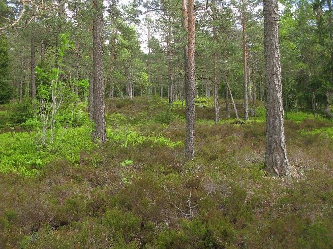 7.9 Lyngskog (T4, C9) Grunntype: UF3 & KA1 Fysiognomi: halvåpne skoger hvor særlig røsslyng kan spille en svært viktig rolle.