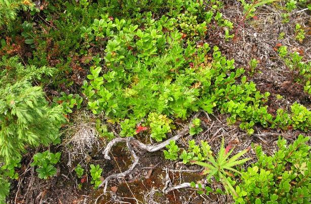 7.10 Svak lyng-lågurtskog (T4, C10) Grunntype: UF3 & KA2 Fysiognomi: halvåpne skoger hvor særlig røsslyng kan spille en svært viktig rolle.