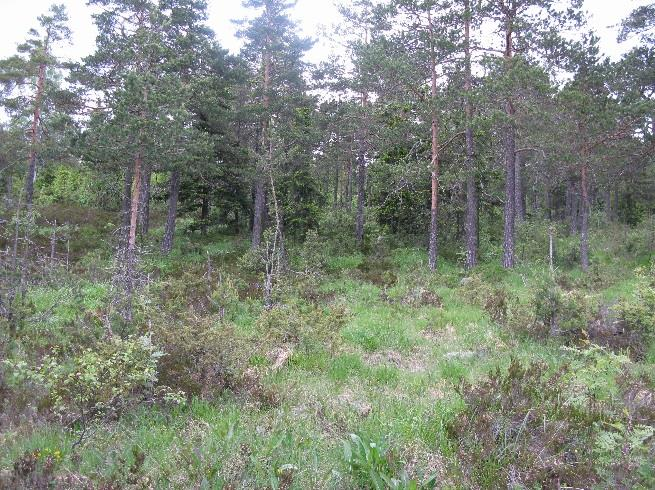 7.20 Tørkeutsatt høgstaudeskog (T4, C20) Grunntype: UF3 & KA3 & KI2 Fysiognomi: Halvåpen skog med furudominans med klart preg av sigevannspåvirkning.