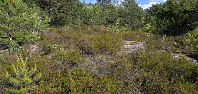 8 TYPEBESKRIVELSER T2 ÅPEN GRUNNLENDT FASTMARK (UNDER SKOGGRENSA) 8.1 Åpen kalkfattig grunnlendt lyngmark (T2, C1) NiN-karakteristikk: Åpen grunnlendt mark (T2), én grunntype (1).