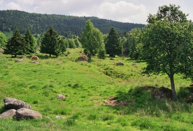 9.6 Intermediær eng med svakt preg av gjødsling (T32, C6) NiN-karakteristikk: Definert av LKM: KA 2&HI 3. LKM-basistrinn: KA de&hi e& UF ab.