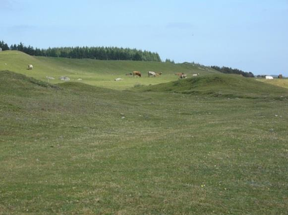 9.19 Sanddyne-eng med klart hevdpreg eller svakt preg av gjødsling (T32, C19) NiN-karakteristikk: Definert av LKM: KA 3&HI 2,3&UF 2&SS 1. LKM-basistrinn: KA fg&hi cde&ki 0a&UF cde&ss fghi.