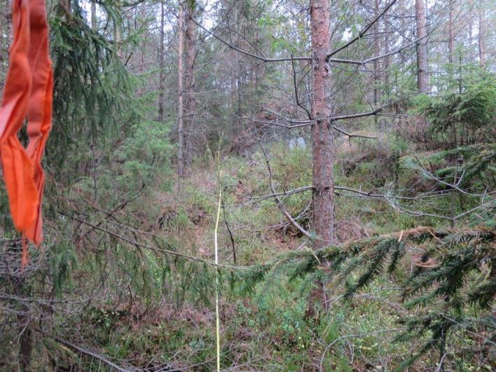 Flate B03216 (Grimstad, Aust-Agder, 65 m o.h.) Beskrivelse LSK: Hel flate i produktiv skog.