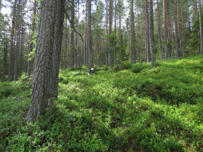 Flate C27175 (Stor-Elvdal, Hedmark, 380 m o.h.) Beskrivelse LSK: Hel flate i produktiv skog.