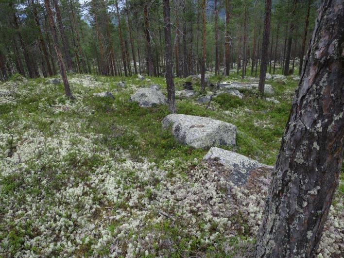 Flate C27219 (Stor-Elvdal, Hedmark, 420 m o.h.) Beskrivelse LSK: Hel flate i produktiv skog.