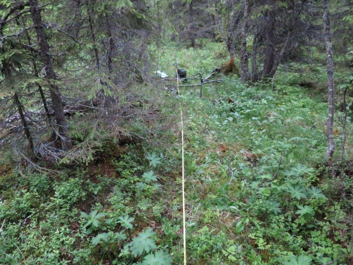 Flate C30047 (Stor-Elvdal, Hedmark, 795 m o.h.) Beskrivelse LSK: Hel flate i produktiv skog. Dominerende vegetasjonstype på 250 m 2 -flata er vurdert til gran- og bjørkesumpskog, næringsrik utforming.