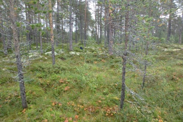 Flate C32215 (Engerdal, Hedmark, 680 m o.h.) Beskrivelse LSK: Hel flate i produktiv skog. Dominerende vegetasjonstype på 250 m 2 -flata er vurdert til bærlyngskog, tørr og næringsfattig utforming.