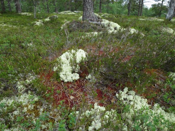 Flate C32217 (Engerdal, Hedmark, 770 m o.h.) Beskrivelse LSK: Hel flate i produktiv skog.