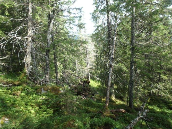 Flate C55137 (Namdalseid, Nord-Trøndelag, 290 m o.h.) Beskrivelse LSK: Hel flate i produktiv skog.