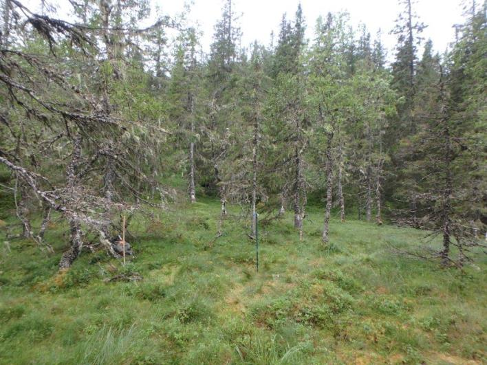 Flate C55174 (Flatanger, Nord-Trøndelag, 250 m o.h.) Beskrivelse LSK: Hel flate i uproduktiv skog.