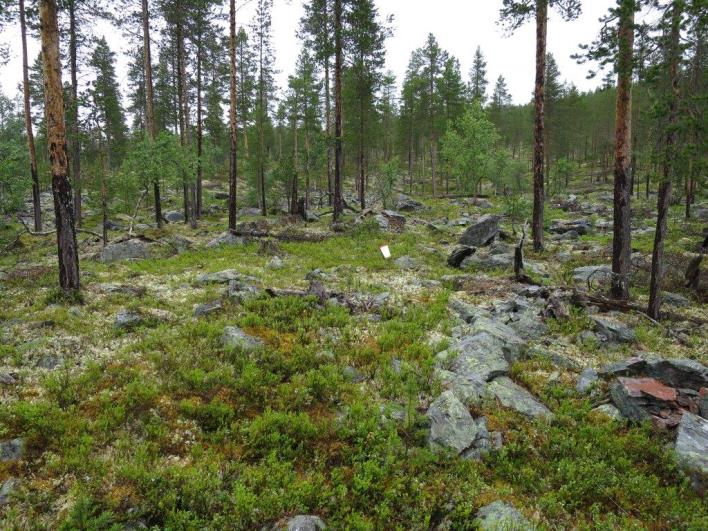 Flate D21042 (Engerdal, Hedmark, 700 m o.h.) Beskrivelse LSK: Hel flate i produktiv skog.