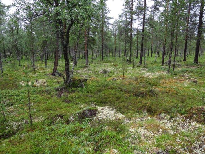 Flate D21043 (Engerdal, Hedmark, 690 m o.h.) Beskrivelse LSK: Hel flate i produktiv skog. Dominerende vegetasjonstype på 250 m 2 -flata er vurdert til bærlyngskog, tørr og næringsfattig utforming.