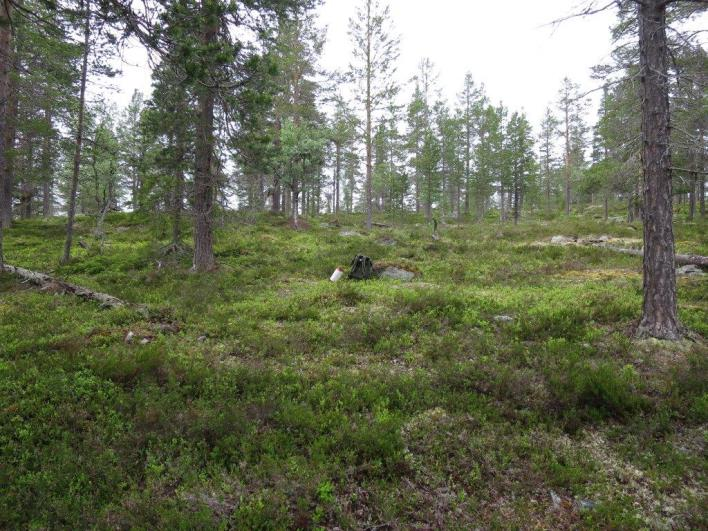 Flate D21044 (Engerdal, Hedmark, 820 m o.h.) Beskrivelse LSK: Hel flate i produktiv skog.