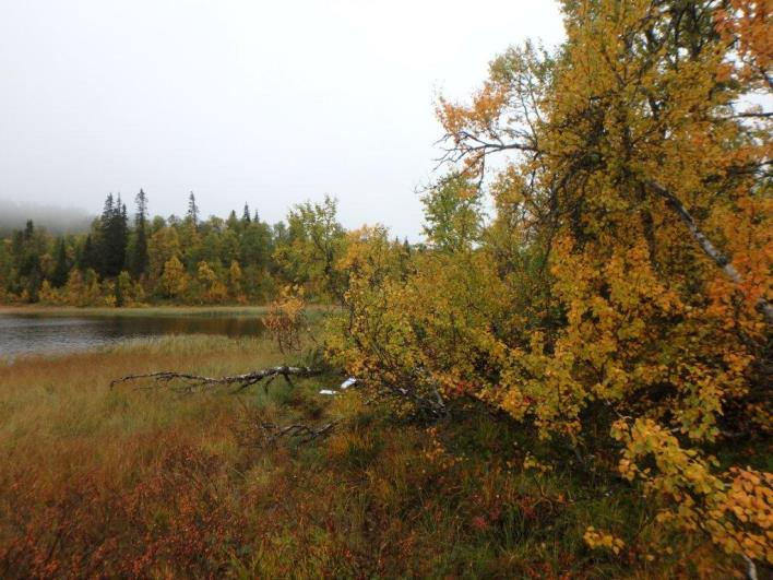 Flate D47131 (Lierne, Nord-Trøndelag, 550 m o.h.) Beskrivelse LSK: Delt flate mellom uproduktiv skog og vann.