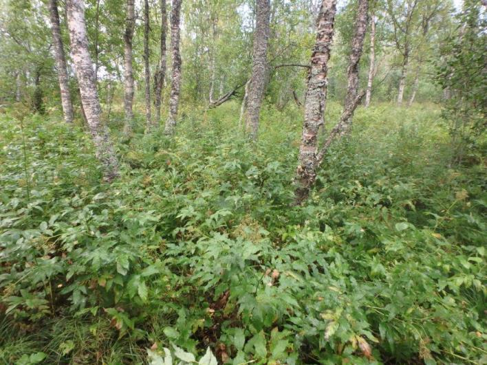 Flate E28132 (Bardu, Troms, 90 m o.h.) Beskrivelse LSK: Hel flate i produktiv skog. Dominerende vegetasjonstype på 250 m 2 -flata er vurdert til høgstaudeskog, middels fuktig og næringsrik utforming.