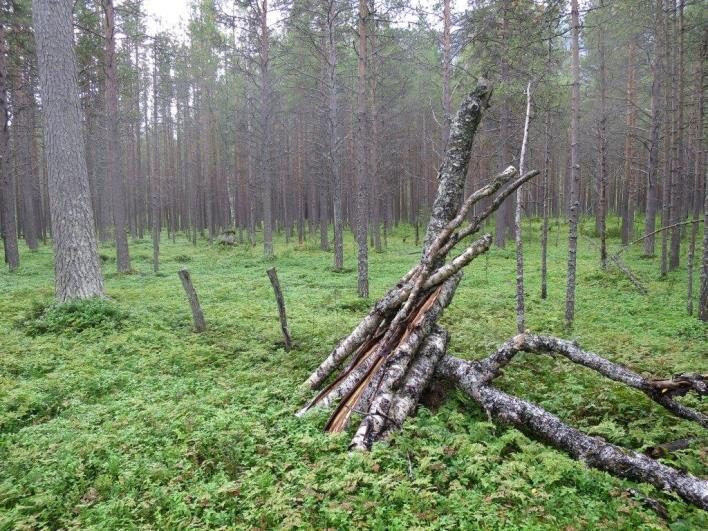 Flate E28135 (Bardu, Troms, 90 m o.h.) Beskrivelse LSK: Hel flate i produktiv skog. Dominerende vegetasjonstype på 250 m 2 -flata er vurdert til bærlyngskog, middels fuktig og næringsrik utforming.