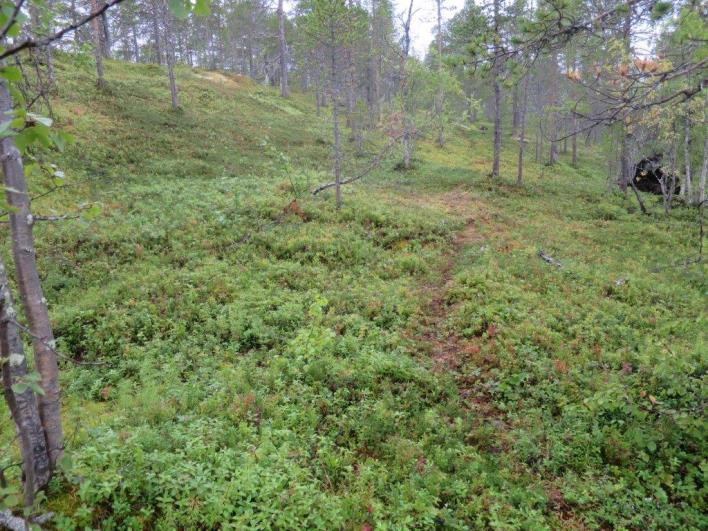 Flate E28176 (Bardu, Troms, 140 m o.h.) Beskrivelse LSK: Hel flate i produktiv skog. Dominerende vegetasjonstype på 250 m 2 -flata er vurdert til bærlyngskog, fuktig og middels næringsrik utforming.