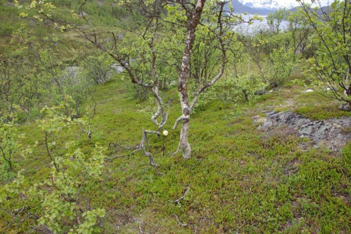 Flate F15215 (Nordreisa, Troms, 135 m o.h.) Beskrivelse LSK: Hel flate i uproduktiv skog. Dominerende vegetasjonstype på 250 m 2 -flata er vurdert til bærlyngskog, tørr og næringsfattig utforming.