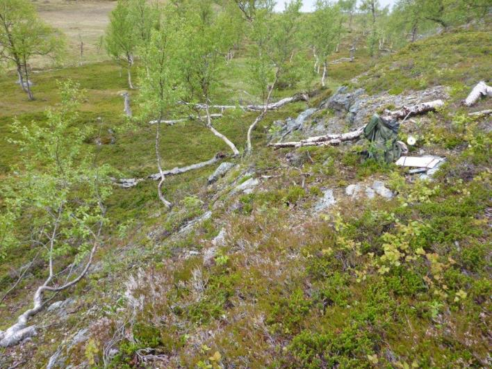 Flate F16212 (Kvænangen, Troms, 310 m o.h.) Beskrivelse LSK: Hel flate i uproduktiv skog.