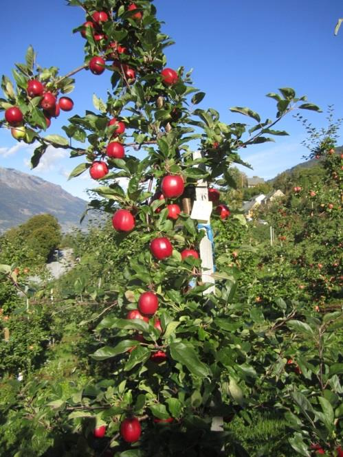 og eplesorten Summerred gav varierande resultat. Hjå plomme var verknaden svak for dei ulike doseringane.