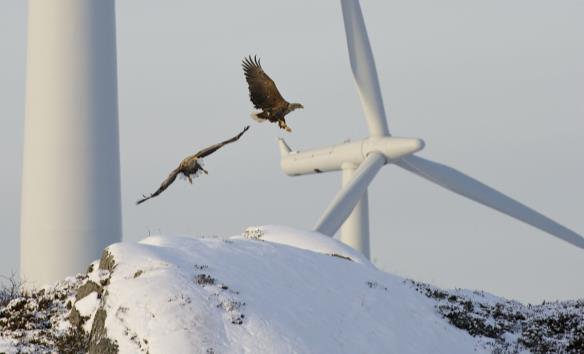 vilkår, oppgraderinger og utvidelser Ny kunnskap om fugl og vindkraft og nye metoder for valg av trasé for