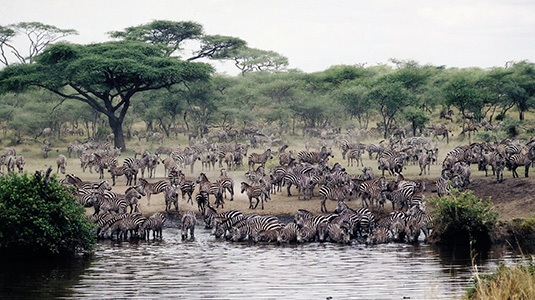 Overnatting med helpensjon: Ikoma Tented Camp Dag 7 Ngorongoro Vi forlater Serengeti med kurs mot Ngorongoro-krateret, hvor lunsjen nytes underveis.