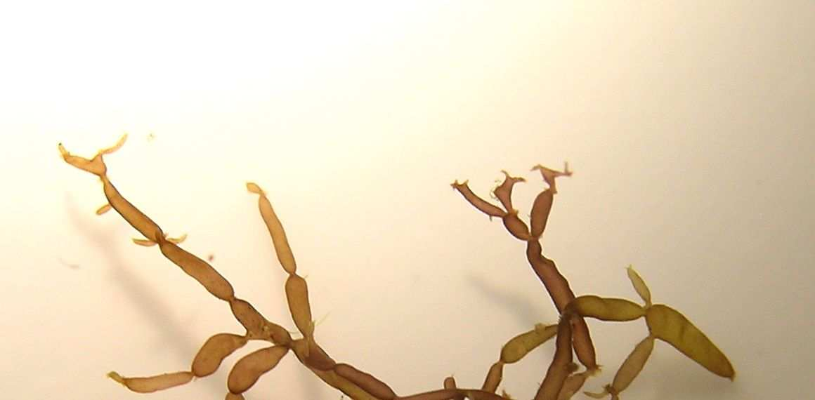 Catenella caespitosa (fjærekryp): Hul alge med kraftige innsnevringar, uregelmessig forgreina, greiner kan ha utspring frå innsnevringar eller mellom desse.