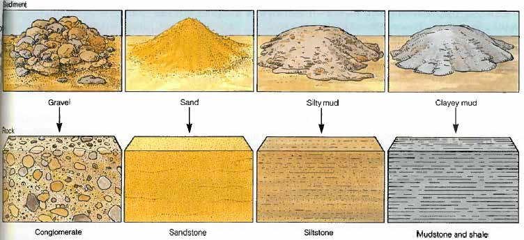 2. Klassifisering av bergarter Det kan være vanskelig å skille mellom leire, silt og sand siden de er veldig små korn. For å skille mellom leire og silt er det mulig å ta "tyggetesten".